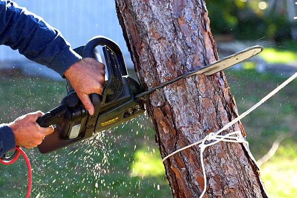 Roma, TX Tree Care Company